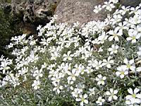 Cerastium grandiflorum (fam Caryophyllacees) (Balkans, Caucase) (2) (Photo F. Mrugala)